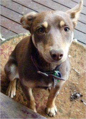 This is my dog Molly, she is a purebred kelpie and she is 3 years old.